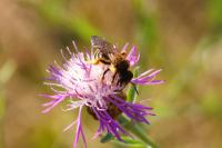 Halictus scabiosae