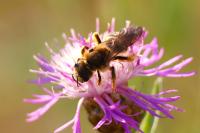 Halictus scabiosae