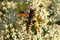 Polistes dominula