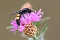 Scolia hirta