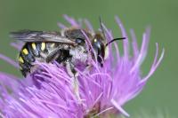Anthidium septemspinosum
