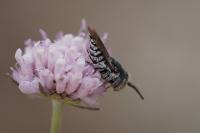 Coelioxys