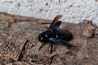 Xylocopa violacea