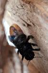 Xylocopa violacea
