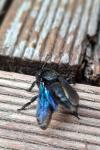 Xylocopa violacea