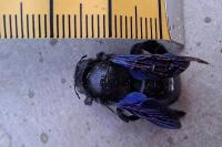 Xylocopa violacea