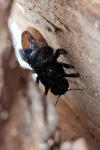 Xylocopa violacea
