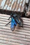 Xylocopa violacea
