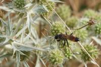 Sphex funerarius