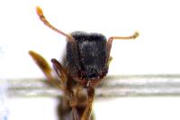 Tetramorium caespitum