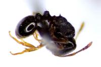 Tetramorium caespitum
