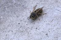 Vespula germanica