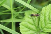 Macrophya montana