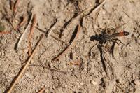 Prionyx kirbii