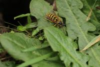 Vespula germanica