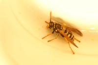 Polistes gallicus