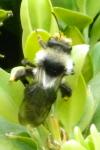 Andrena cineraria