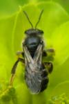 Halictus scabiosae