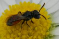 Andrena labiata