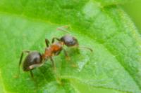 Lasius niger