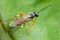 Diplazon laetatorius