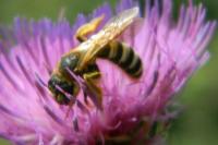Halictus scabiosae