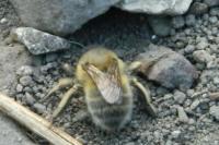 Anthophora plumipes