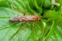 Tenthredopsis nassata