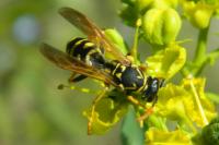 Polistes dominula