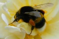 Bombus lucorum