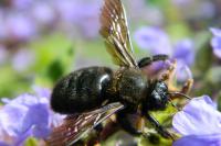 Xylocopa violacea