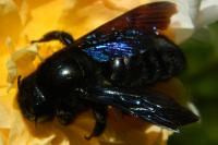 Xylocopa violacea
