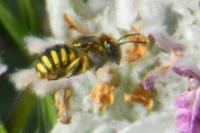 Anthidium florentinum