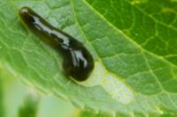 Caliroa cerasi