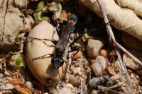Ammophila sabulosa