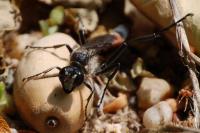 Ammophila sabulosa