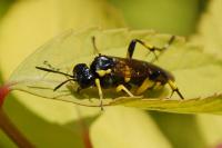 Macrophya montana