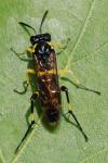 Macrophya montana