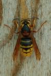 Dolichovespula media
