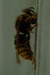 Dolichovespula media