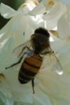 Apis mellifera