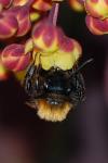 Andrena fulva