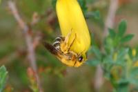 Halictus rubicundus