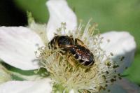 Halictus