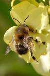 Anthophora plumipes