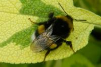 Bombus lucorum