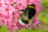 Bombus lucorum