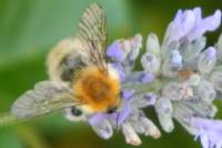 Bombus pascuorum