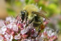 Bombus pascuorum