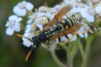 Polistes dominula